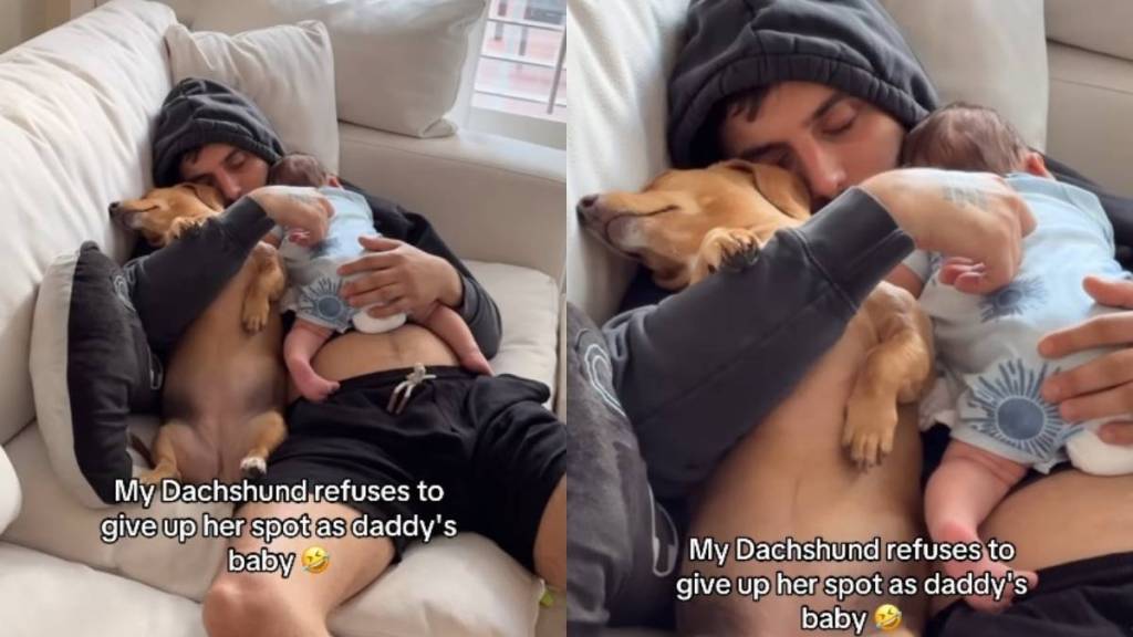 Dachshund Is Dad’s Forever Baby in Wholesome Video