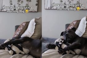Video: Staffy Never 'Has Been & Will Be' a Morning Dog