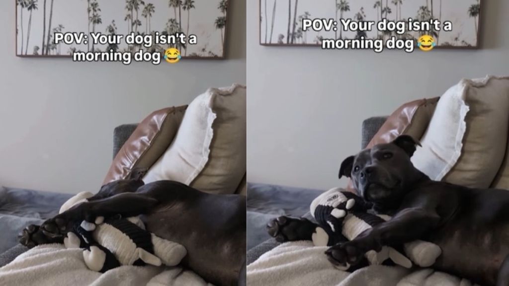 Video: Staffy Never 'Has Been & Will Be' a Morning Dog