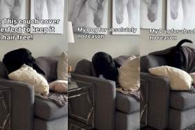 Dog Crawls Under Couch Cover Made to Keep Pet Hair Away in Funny Clip