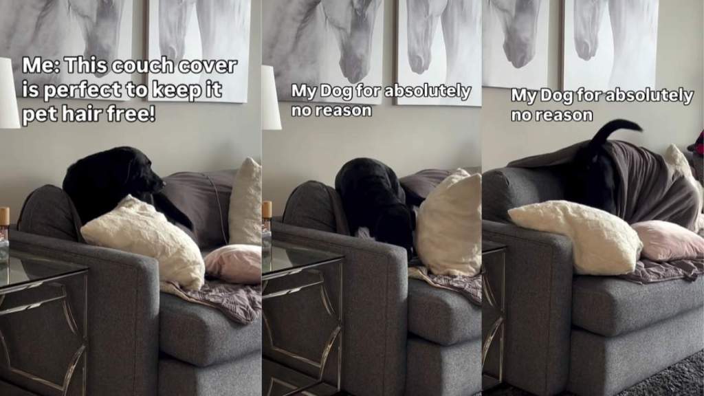 Dog Crawls Under Couch Cover Made to Keep Pet Hair Away in Funny Clip