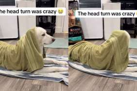 Video of Husky Being Upset With Owner After Bath Is Cute