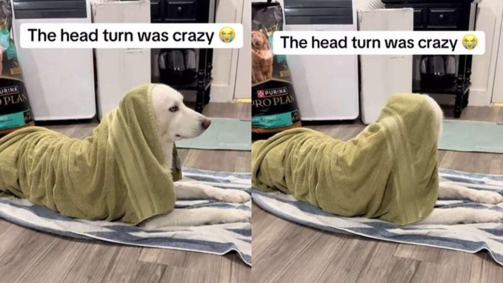 Video of Husky Being Upset With Owner After Bath Is Cute