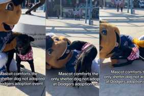 Video: Mascot Comforts Only Shelter Dog Not Adopted at Event