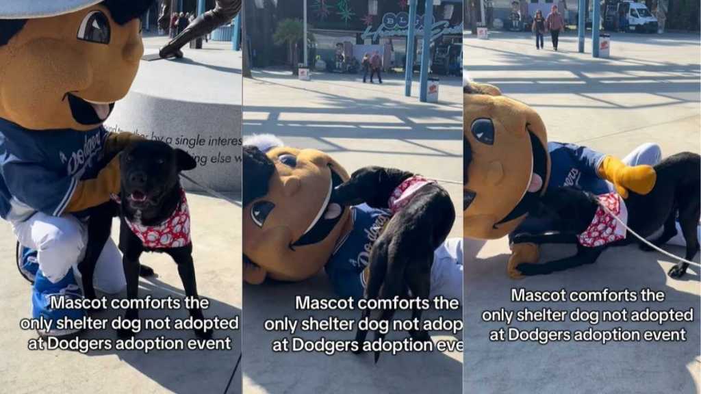 Video: Mascot Comforts Only Shelter Dog Not Adopted at Event