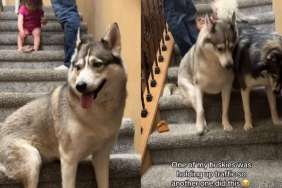 Husky's Attempt to Unblock the Stairs Ends Hilariously