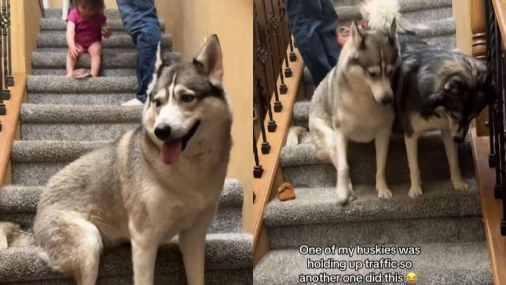 Husky's Attempt to Unblock the Stairs Ends Hilariously