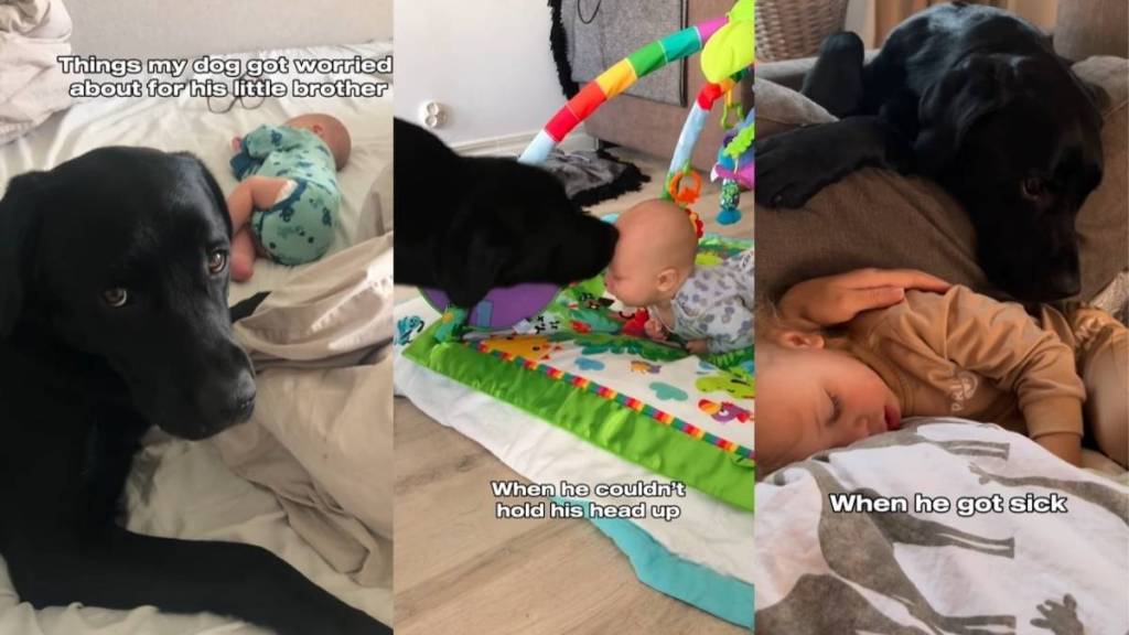 Video: Labrador Takes Big Brother Duties Towards Baby Seriously