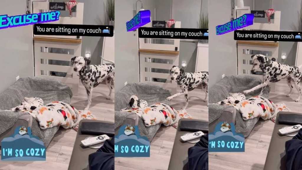 Video Shows Dog Is Opposed to Sharing the Bed With Puppy