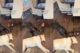 3 Labradors Doing Different Things at the Same Time Is Hilarious