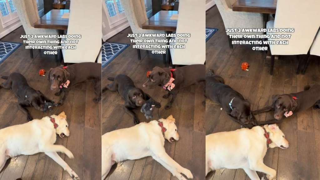 3 Labradors Doing Different Things at the Same Time Is Hilarious