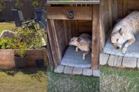 Dog's Reaction to Getting Caught Mid-Act Is the Best Video You'll Ever Watch