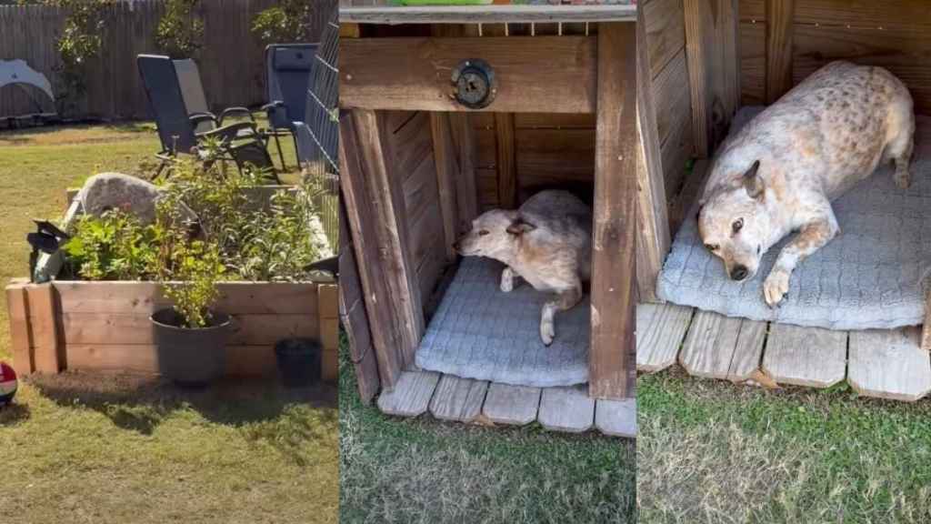 Dog's Reaction to Getting Caught Mid-Act Is the Best Video You'll Ever Watch