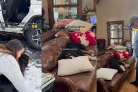 Getting This Dog to Leave the Grandparents' House Is a Multi-Step Process