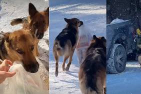Video Shows Dog Taking Trash Out With 'Pride & Joy'