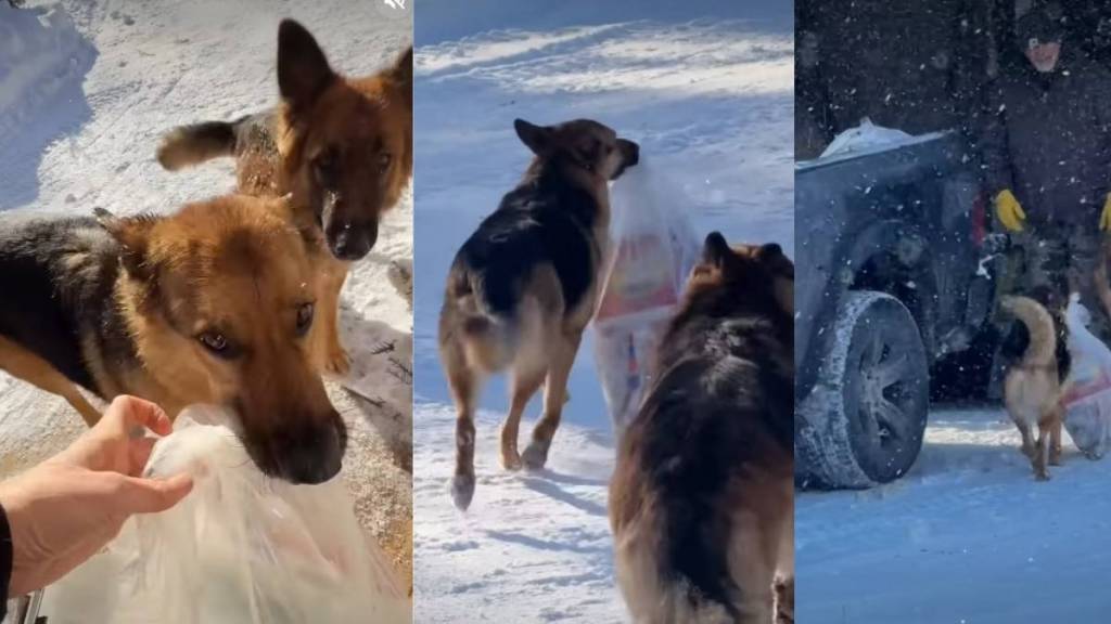 Video Shows Dog Taking Trash Out With 'Pride & Joy'