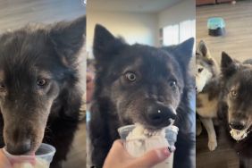 Video: Dog's Eyes While Eating a Pup Cup Steal the Show
