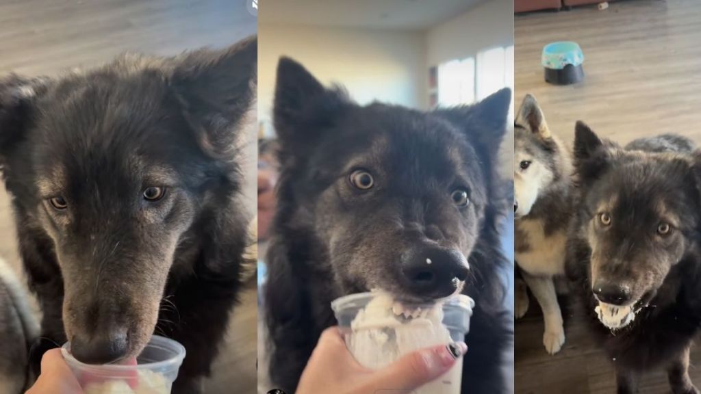 Video: Dog's Eyes While Eating a Pup Cup Steal the Show