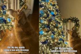 Video: Owner Shows How Dog Falls in Love With Christmas