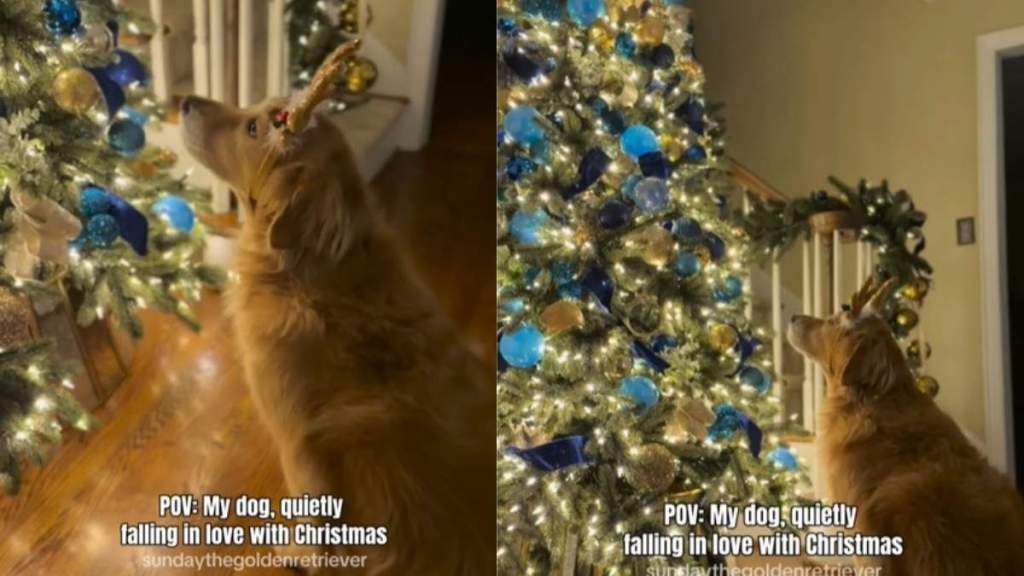 Video: Owner Shows How Dog Falls in Love With Christmas