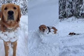 Owner Plans To Get Dog ‘Snow Suit’ for Christmas & Here’s Why