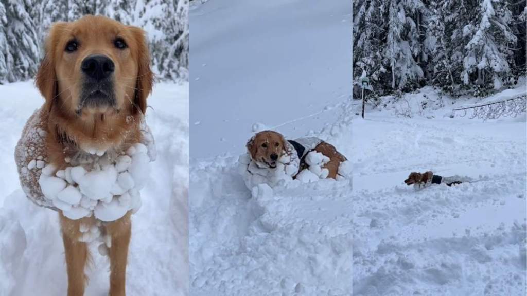 Owner Plans To Get Dog ‘Snow Suit’ for Christmas & Here’s Why