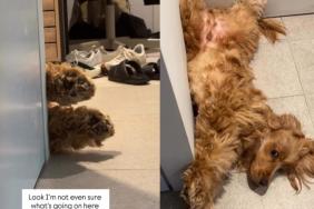 Dog Makes Himself in an Awkward Corner in a Cute Video