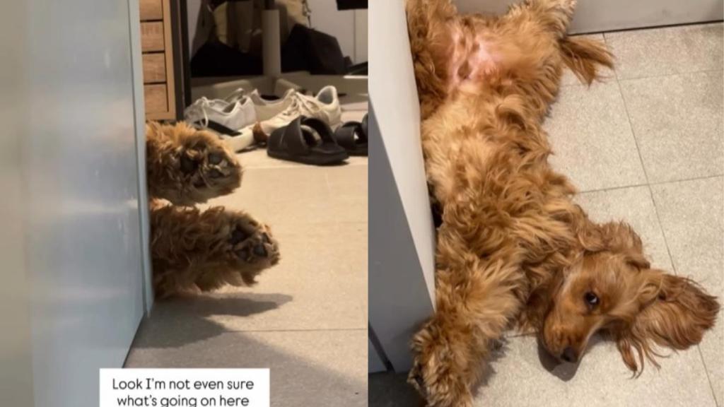 Dog Makes Himself in an Awkward Corner in a Cute Video