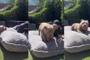 Owner Finds Big Enough Pillow For Giant Dog & Here's How It Goes