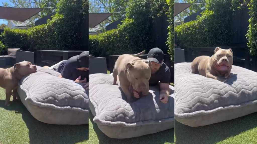 Owner Finds Big Enough Pillow For Giant Dog & Here's How It Goes