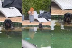 Video: Rottweiler Proves Pool Is Life Despite Being Completely Exhausted