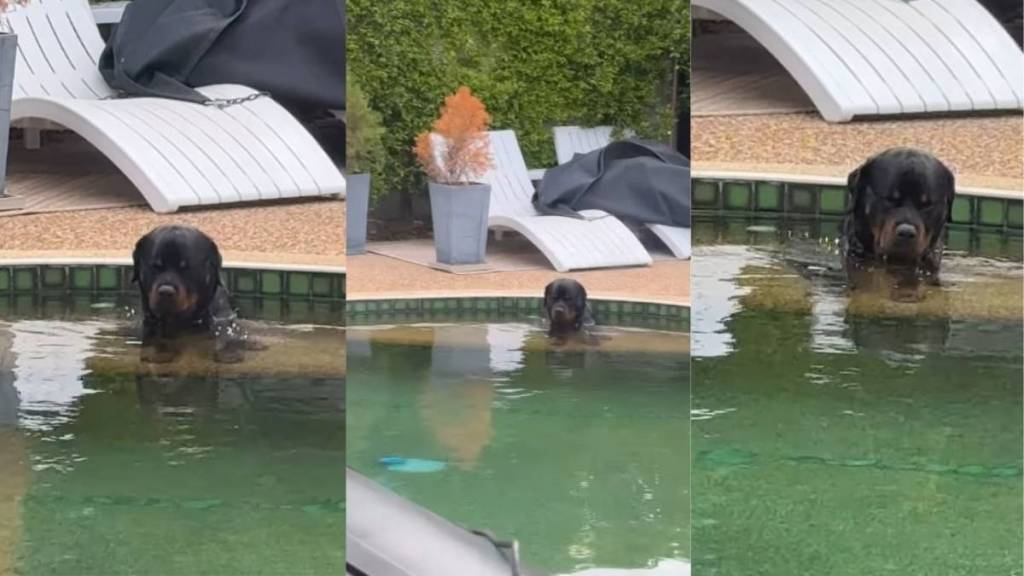 Video: Rottweiler Proves Pool Is Life Despite Being Completely Exhausted