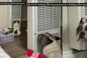 Dog Does This to Warm Himself Up in Adorable Video