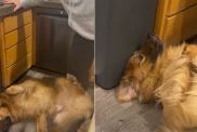 Video Shows How 'Clueless' This Golden Shepherd Is