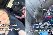 Shelter Dog Gets Adopted After Internet Makes Video Go Viral