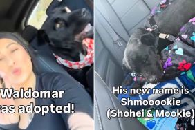 Shelter Dog Gets Adopted After Internet Makes Video Go Viral