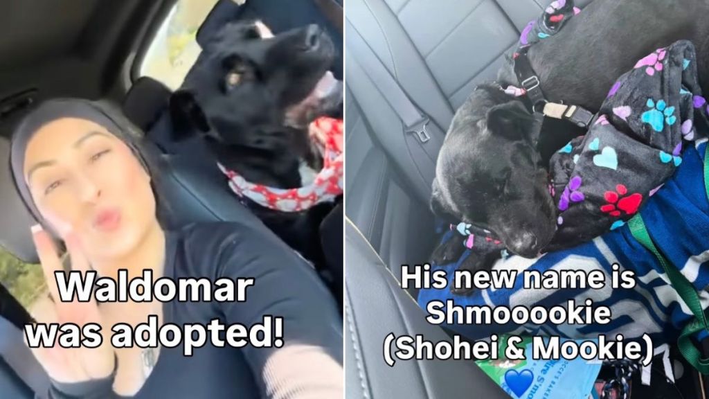 Shelter Dog Gets Adopted After Internet Makes Video Go Viral
