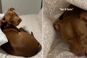 Video: Bully Is 'Obsessed' With Sleeping Under the Covers