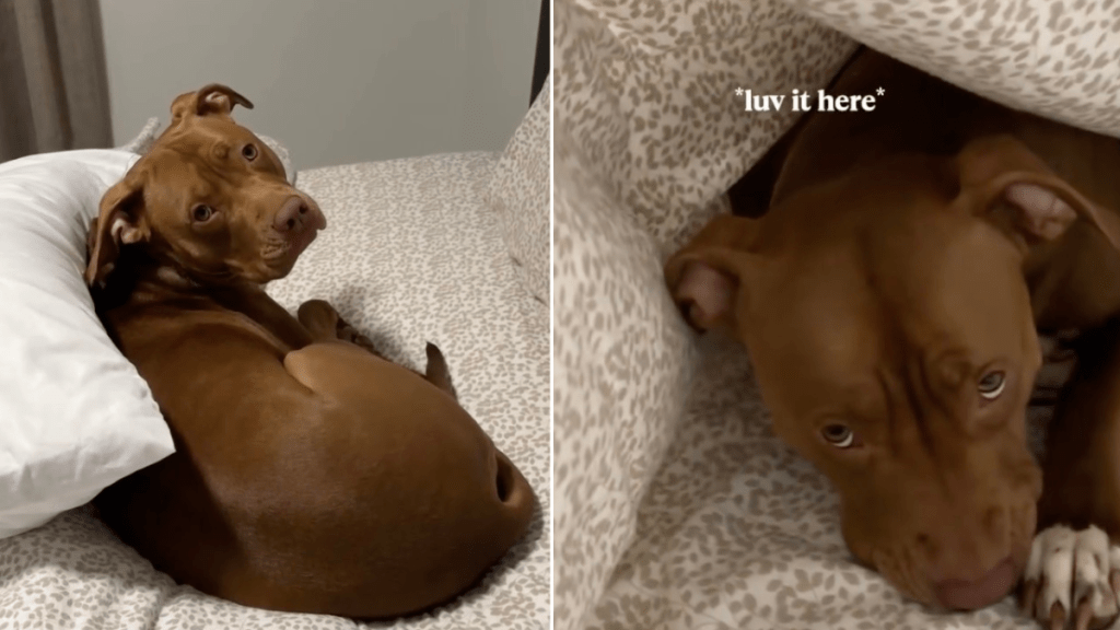 Video: Bully Is 'Obsessed' With Sleeping Under the Covers