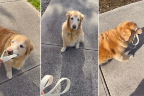 Video: 'Independent' Senior Golden Retriever Decides to Carry Her Own Leash