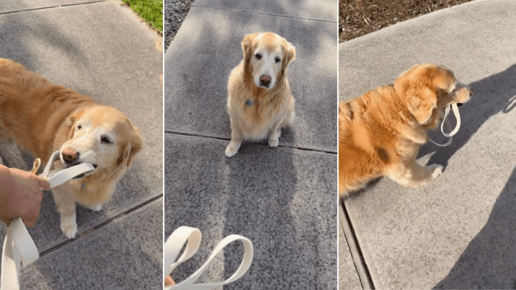 Video: 'Independent' Senior Golden Retriever Decides to Carry Her Own Leash