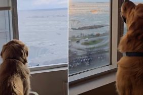 Video: Golden Retriever Admires Niagara Falls From Room Window