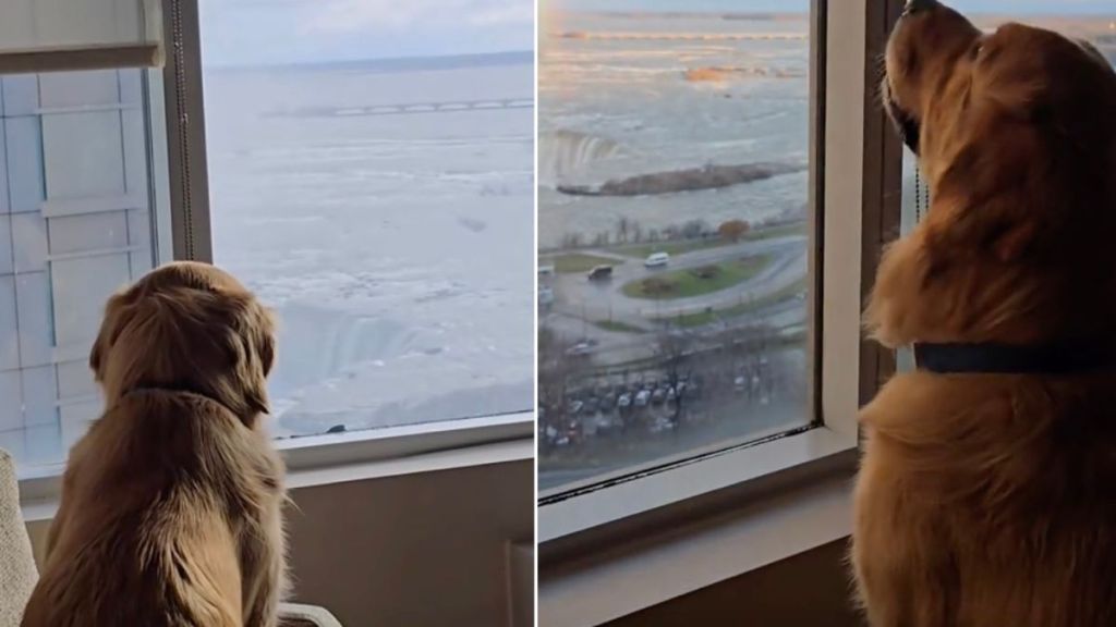 Video: Golden Retriever Admires Niagara Falls From Room Window