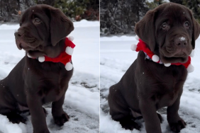Labrador Puppy Is a 'Christmas Baby' in Adorable Throwback Video