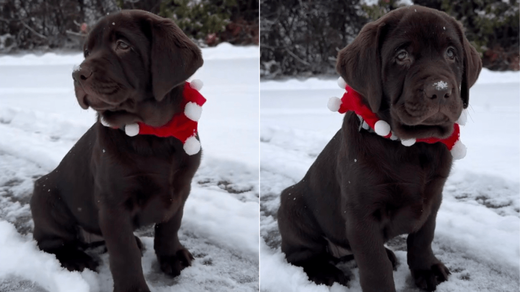 Labrador Puppy Is a 'Christmas Baby' in Adorable Throwback Video