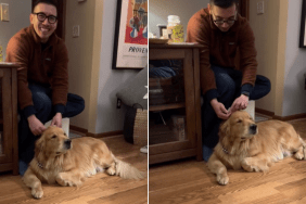 Golden Retriever’s ‘Real’ Mohawk Leaves People in Disbelief