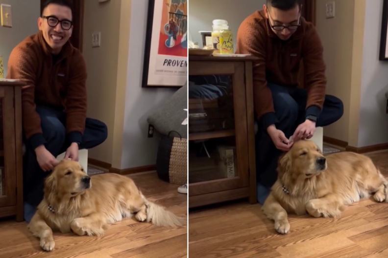 Golden Retriever’s ‘Real’ Mohawk Leaves People in Disbelief