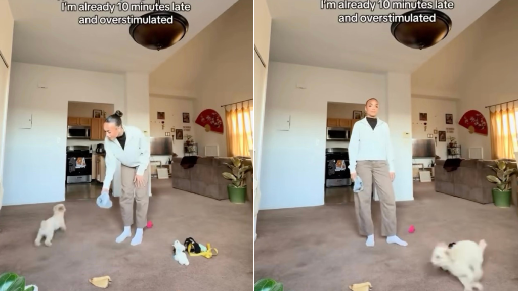 Video Shows Dog Turning up Chaos When Mom Is Already Running Late