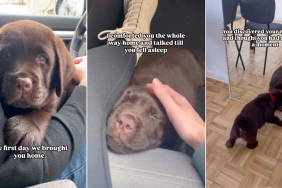 Video of Labrador Puppy’s Day 1 at New Home Goes Viral for Right Reasons