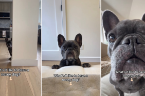 Video Shows What It's Like to Have a Nosey Dog